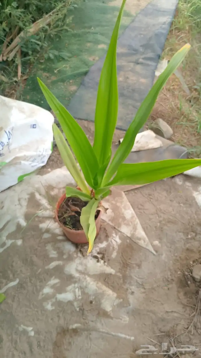 شتلات متنوعة بأسعار منافسة 13