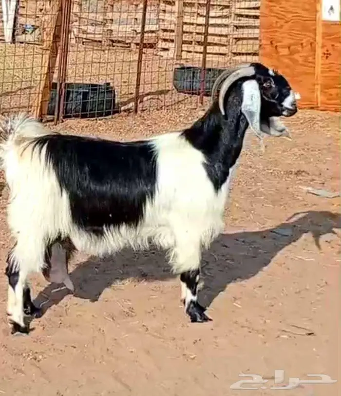 ( تم البيع ) عنز والد فاخره معها تيس وجفره صنف 14