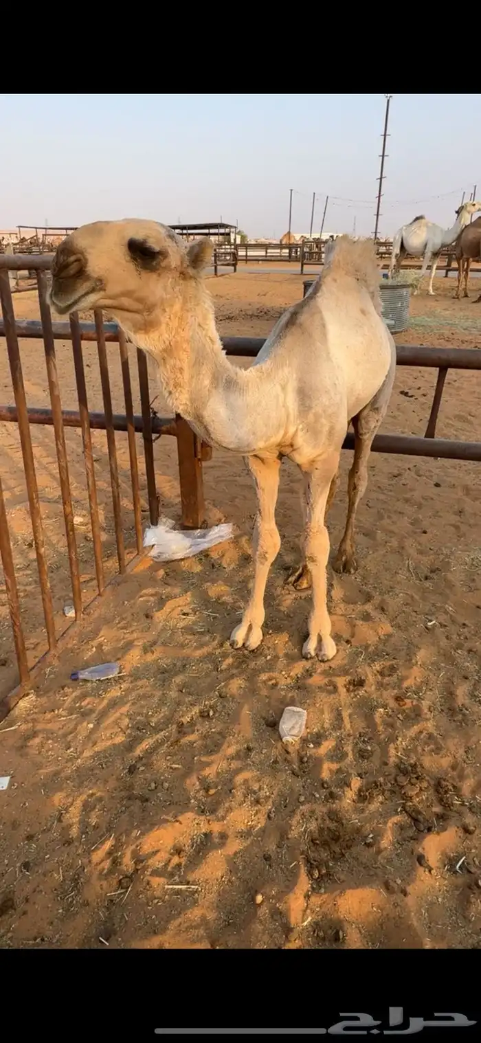 للبيع قعود فردي ولد بعير الضويلع 0
