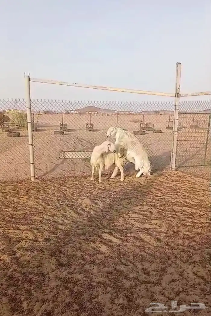 فحل حري فاخر 6