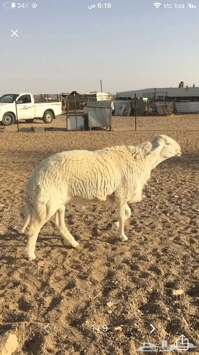 عروض الحريات رقم 2 حلال ابو حمدان الحبابي 84