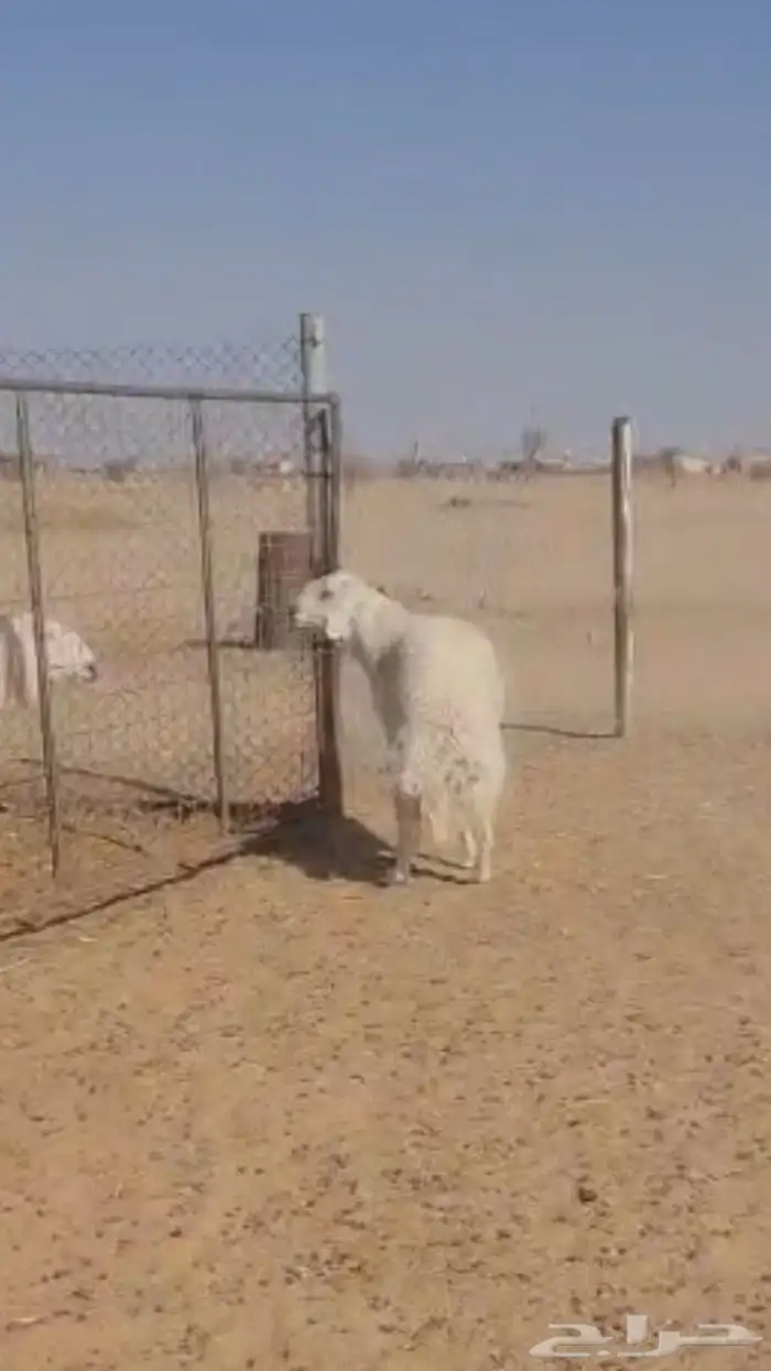 فحل حري فاخر 1