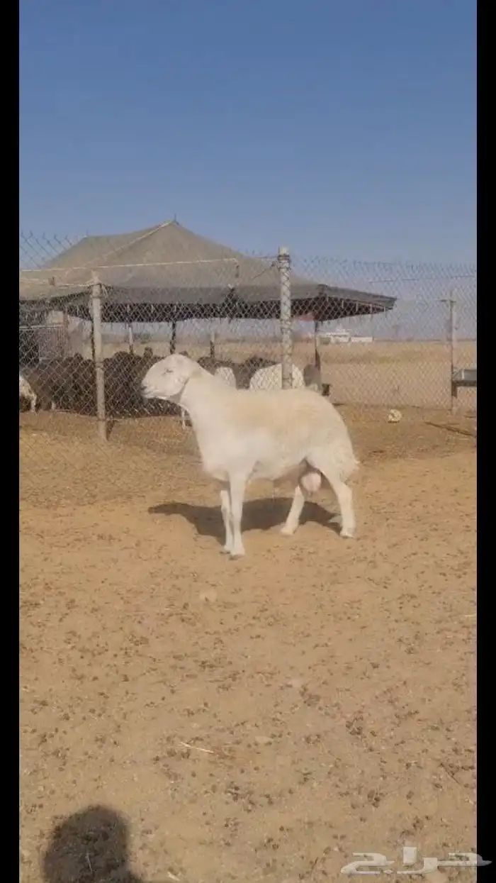 فحل حري فاخر 4