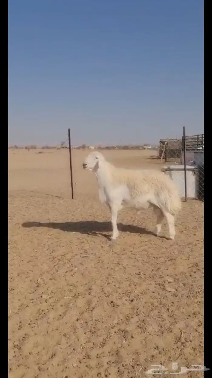 فحل حري فاخر 3