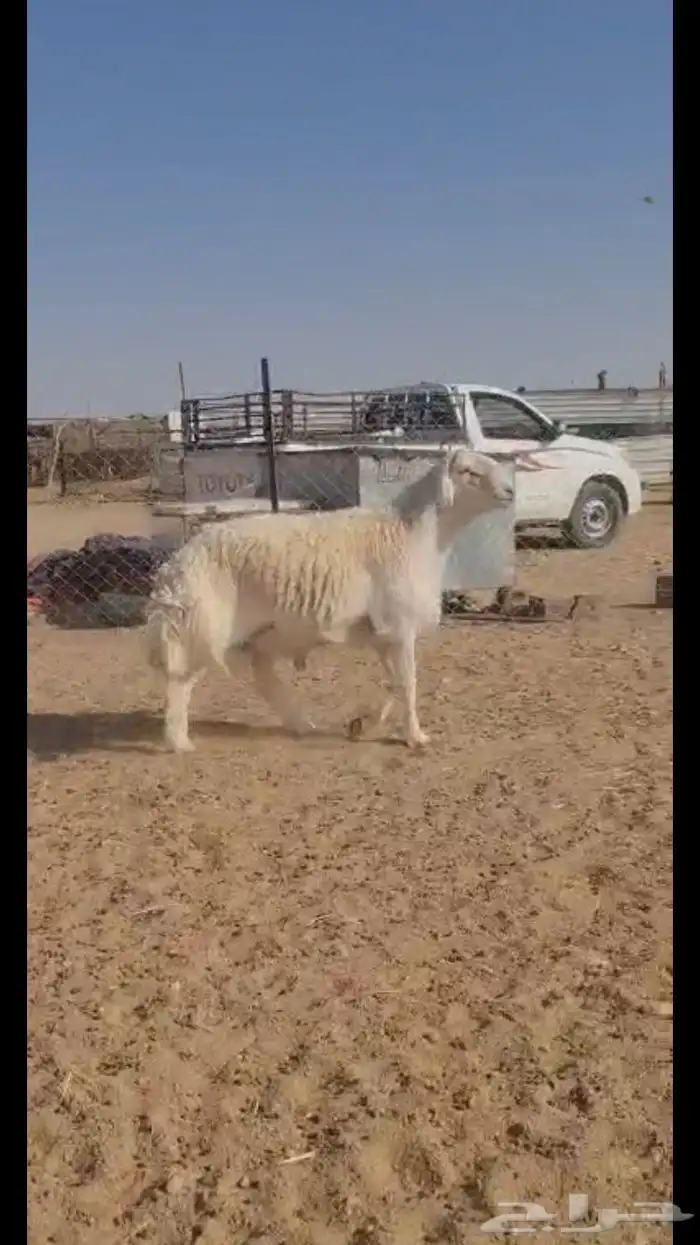 فحل حري فاخر 5