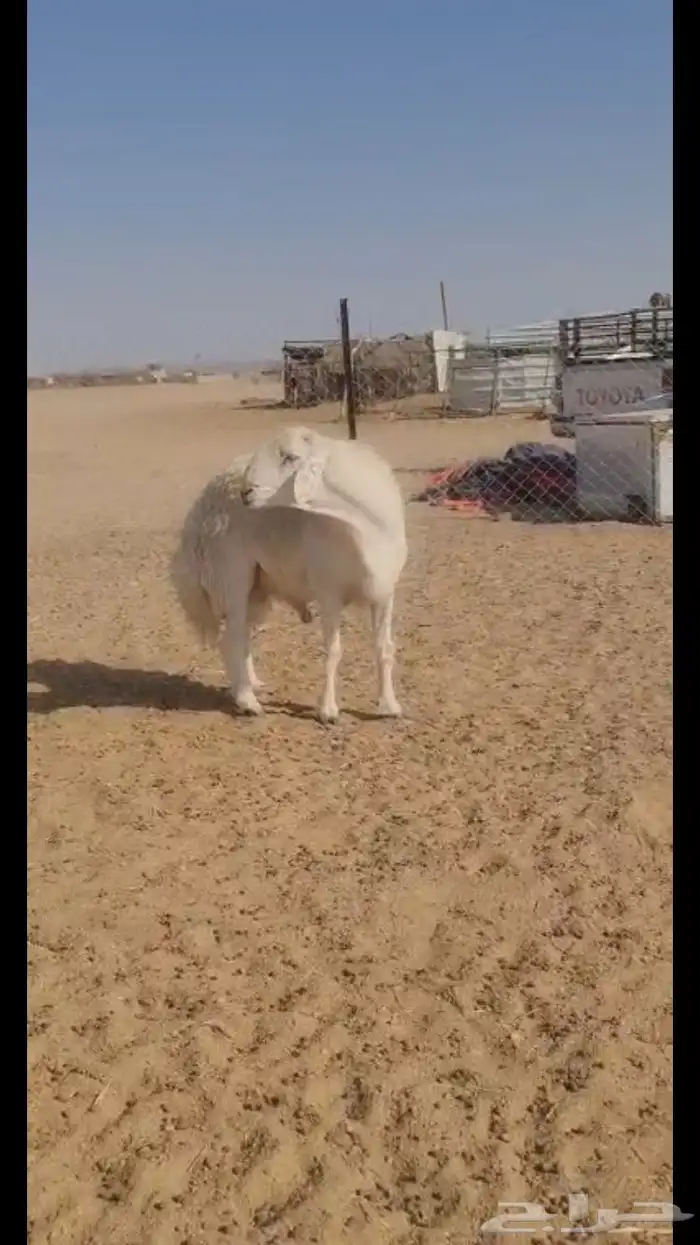 فحل حري فاخر 2