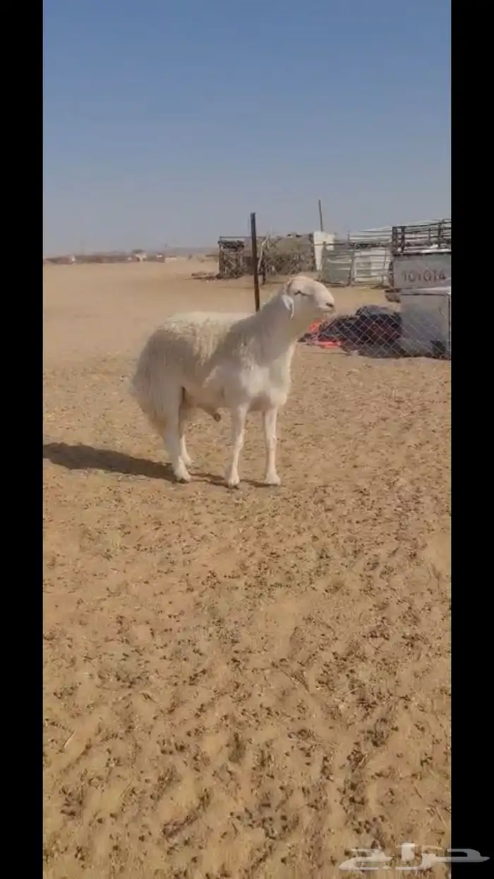 فحل حري فاخر 0