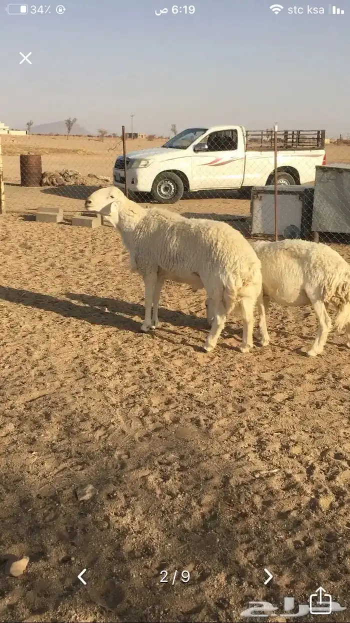 عروض الحريات رقم 2 حلال ابو حمدان الحبابي 83