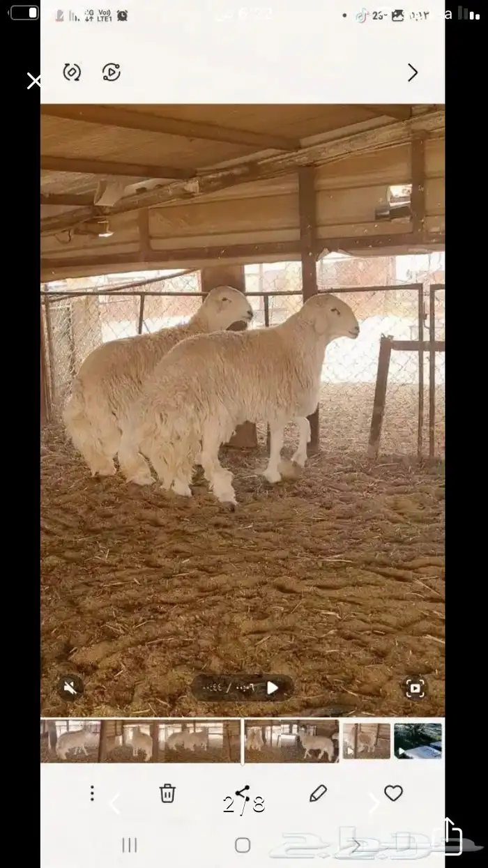 عروض الحريات رقم 2 حلال ابو حمدان الحبابي 81