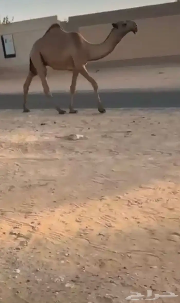 البيع القعود الفردي جده غرنوق 0