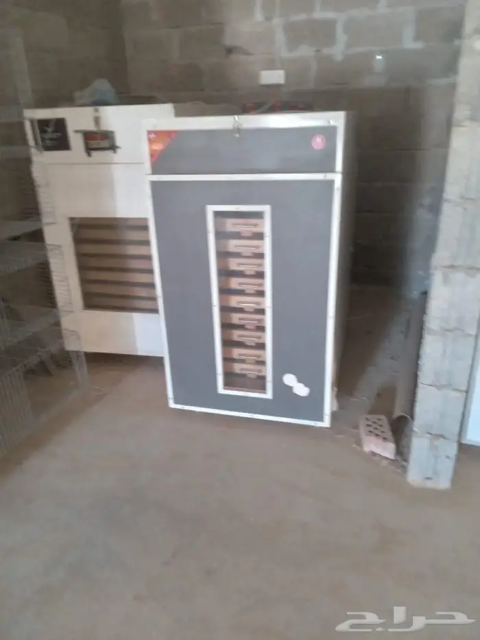 مشروع صوص دواجن 3