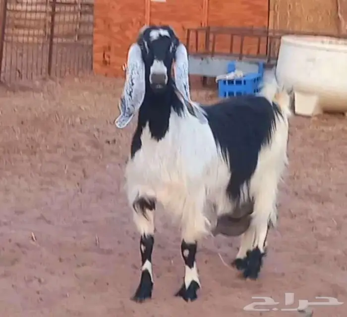( تم البيع ) عنز والد فاخره معها تيس وجفره صنف 21