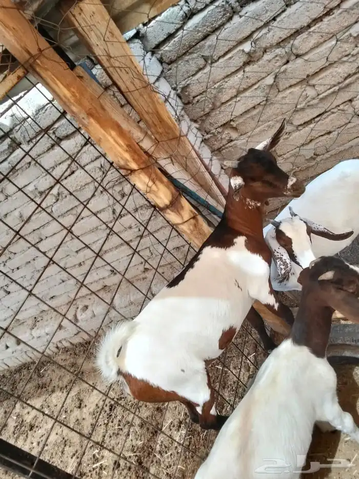 جفرة محايليه 5 شهور إلى 6 شهور 2