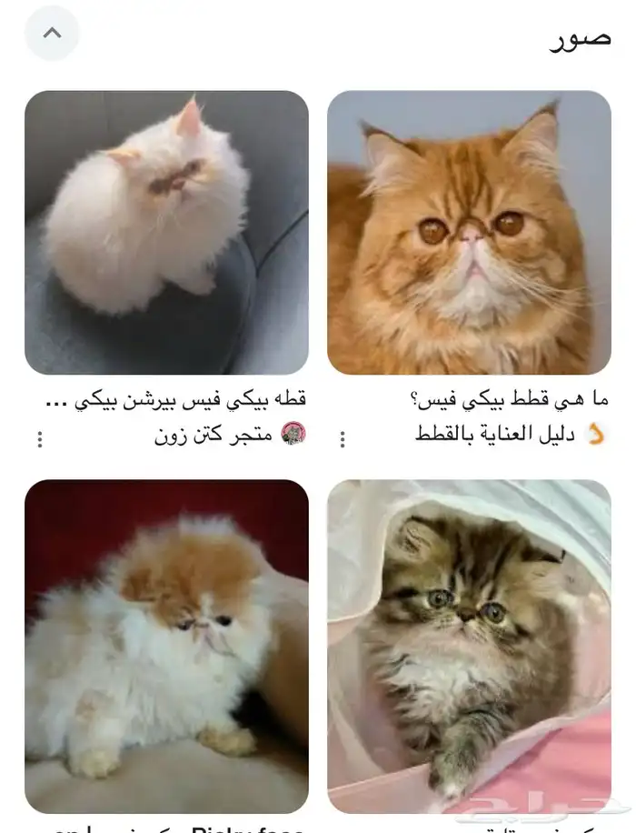 مطلوب تبني قطة صغيرونه 0