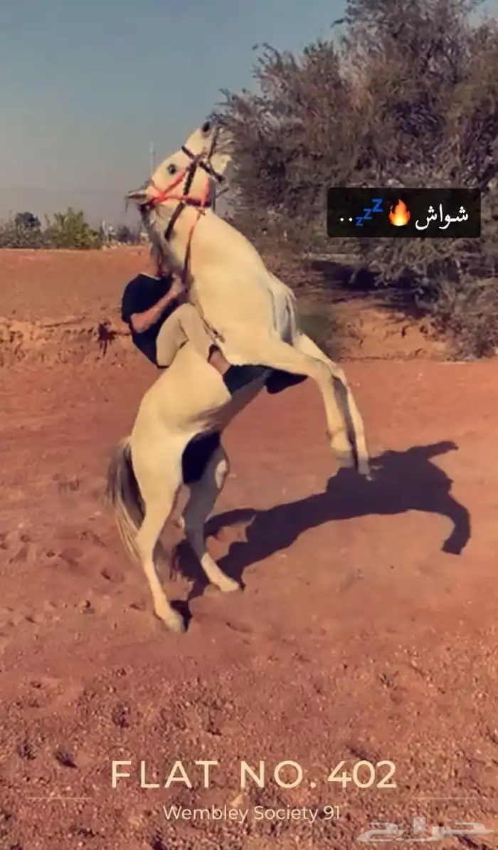 حصان عربي للبيع ع الاب مجهول الأم مجهول الطول 7 تواصل واتسا 0
