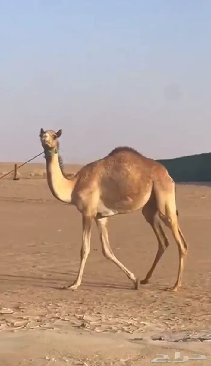 للبيع بكره لقيه 0