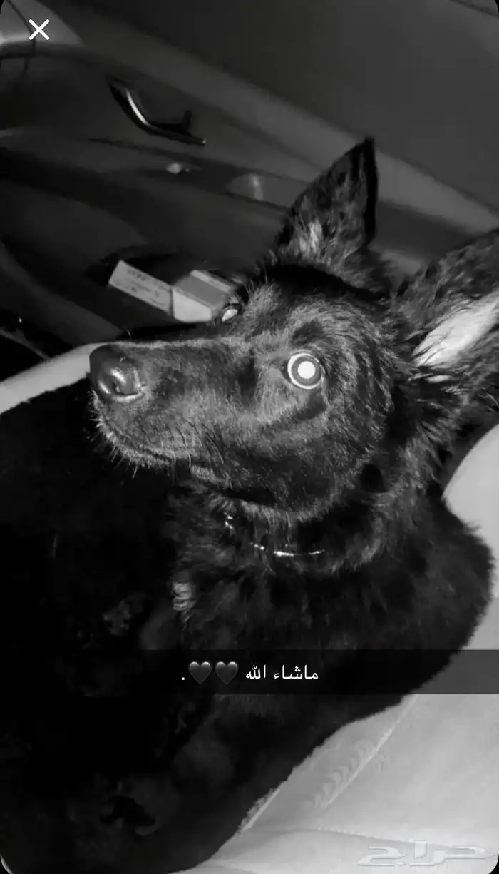 جرو جيرمن بلاك رويال مستوى عالي. 1