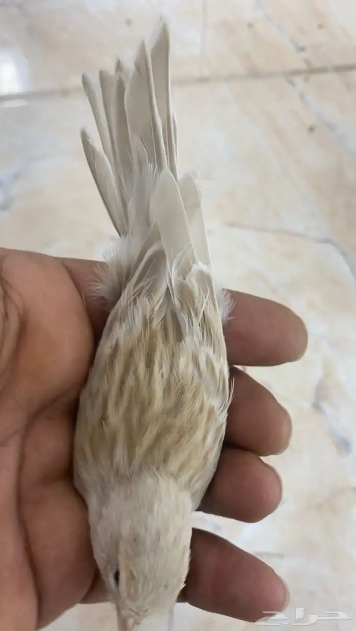 للبيع انثى كناري ازبل 0