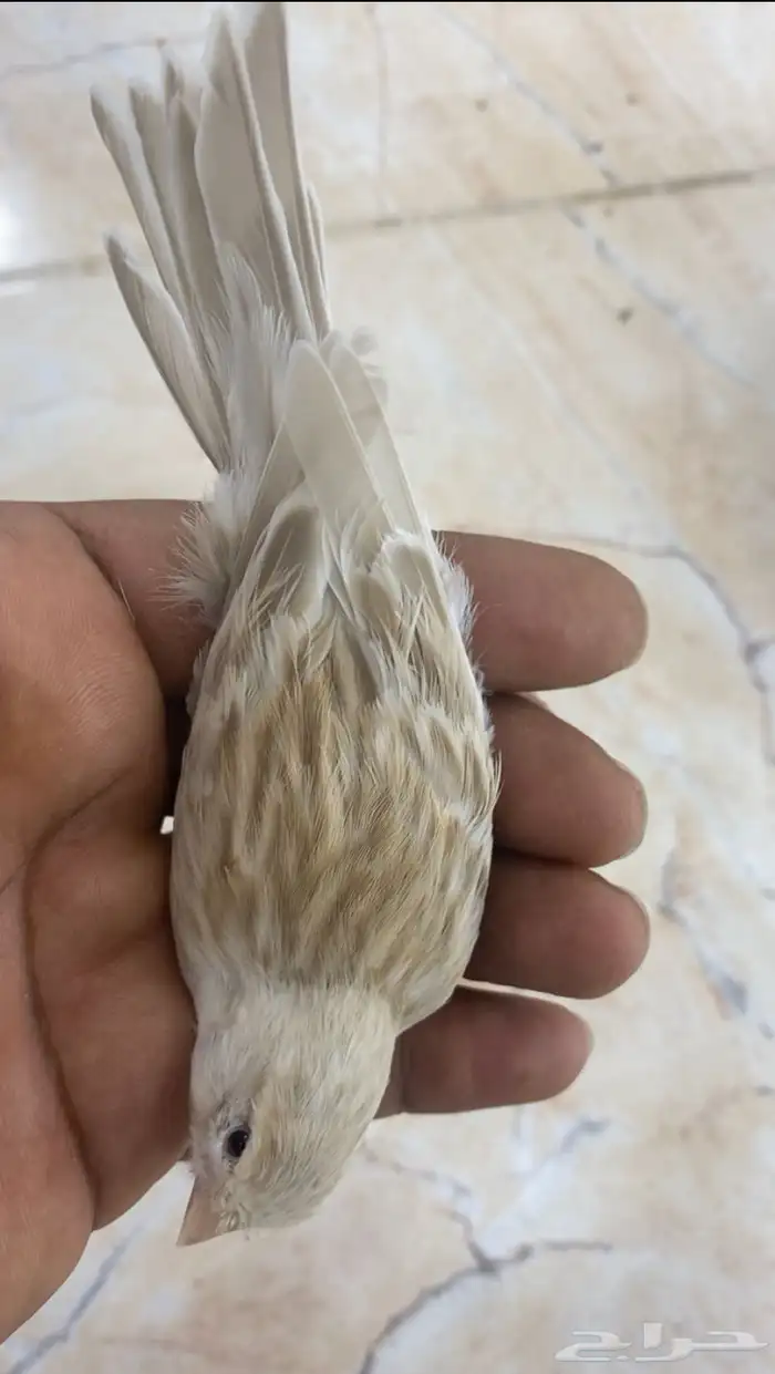 للبيع انثى كناري ازبل 1