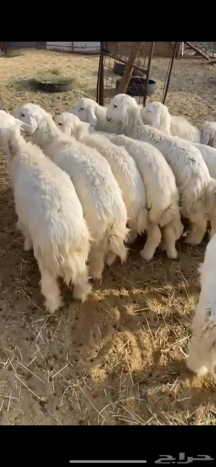 ذبايح طليان مع الذبح والتوصيل 0