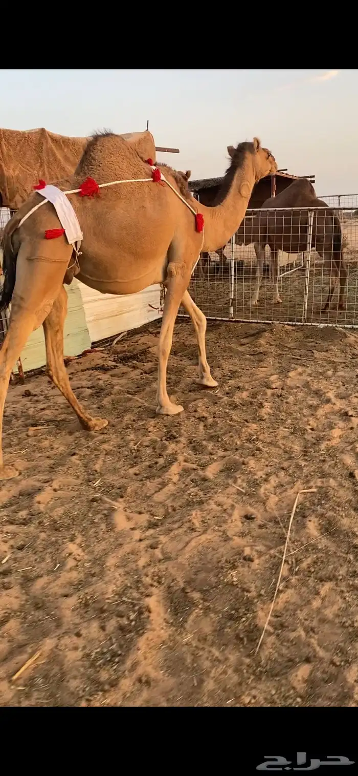 بكره ساحليه ملاقي (تم البيع ) 1