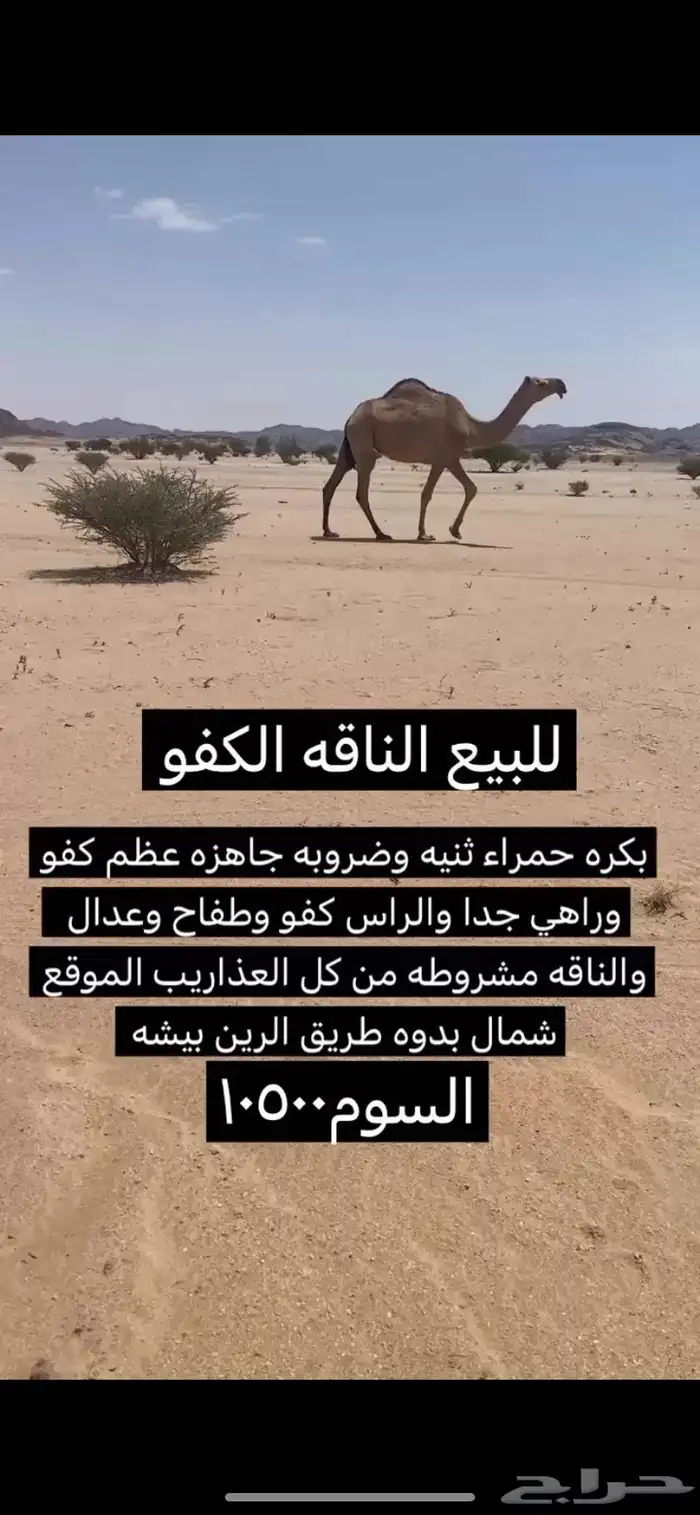 حمرا ثنيه ضروبه كفو 0