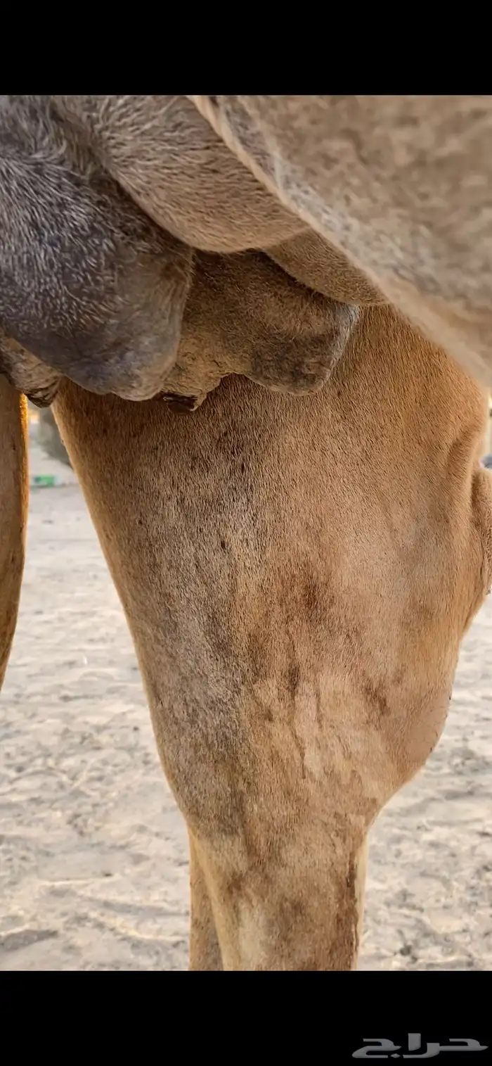 بكره ساحليه ملاقي (تم البيع ) 5