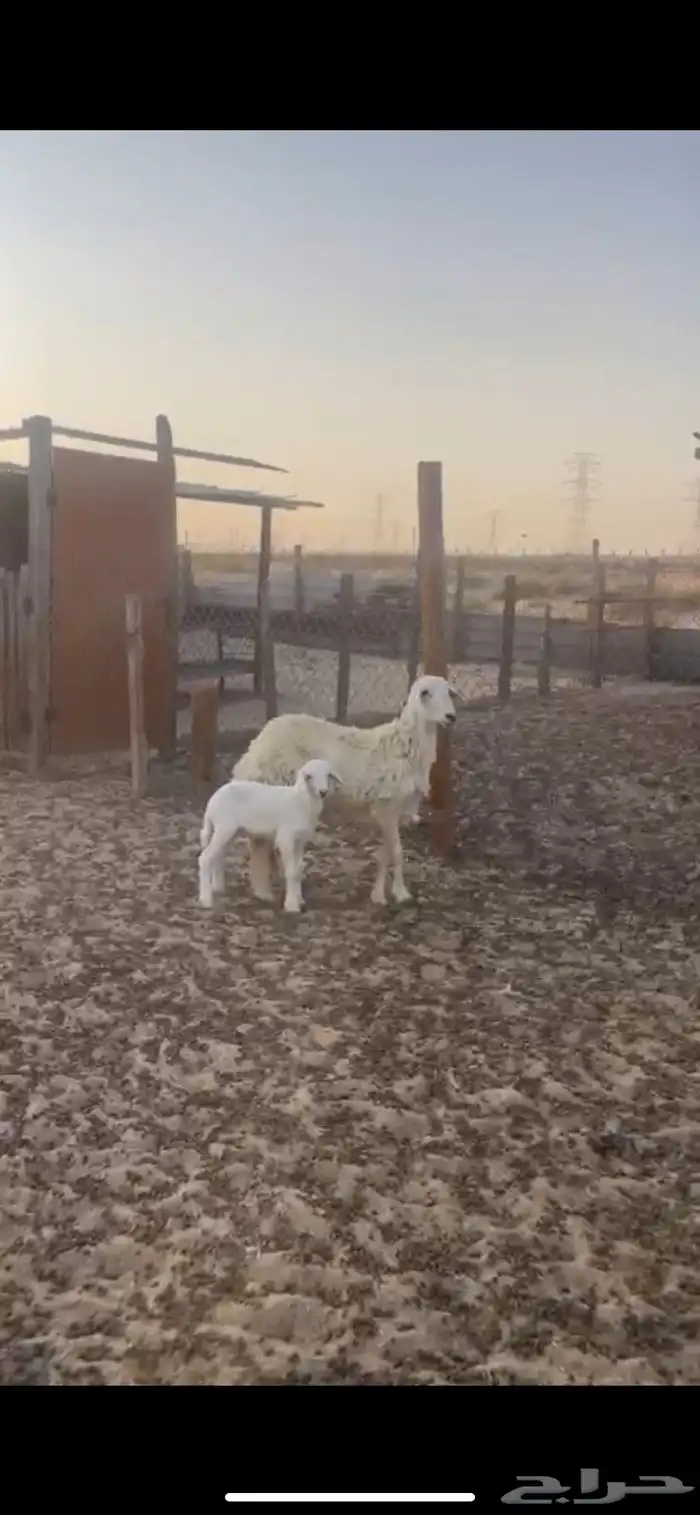 ثنيه توها مشلعه رباع تحتها خروف روم ديد وسلم 0