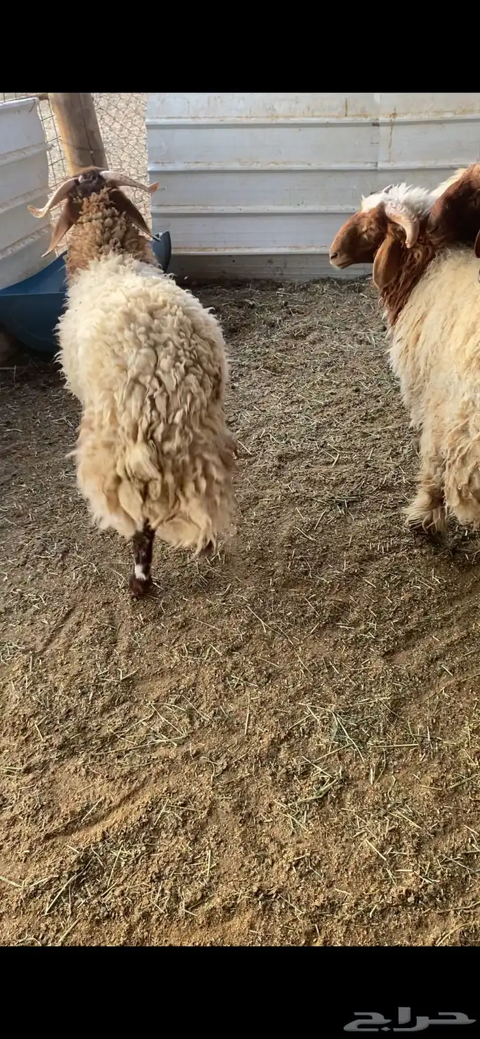 جذعان نعيم بلدي 6