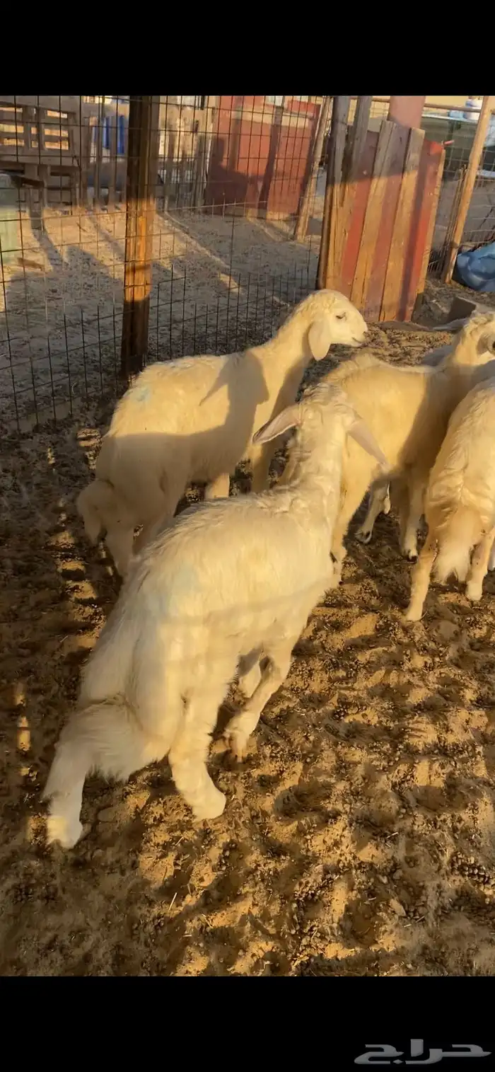 ذبايح طليان ورخال حرى ونعيم حلال بري 5