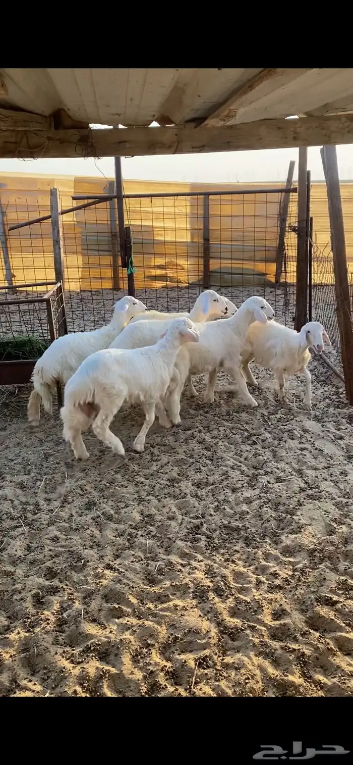 ذبايح طليان ورخال حرى ونعيم حلال بري 3