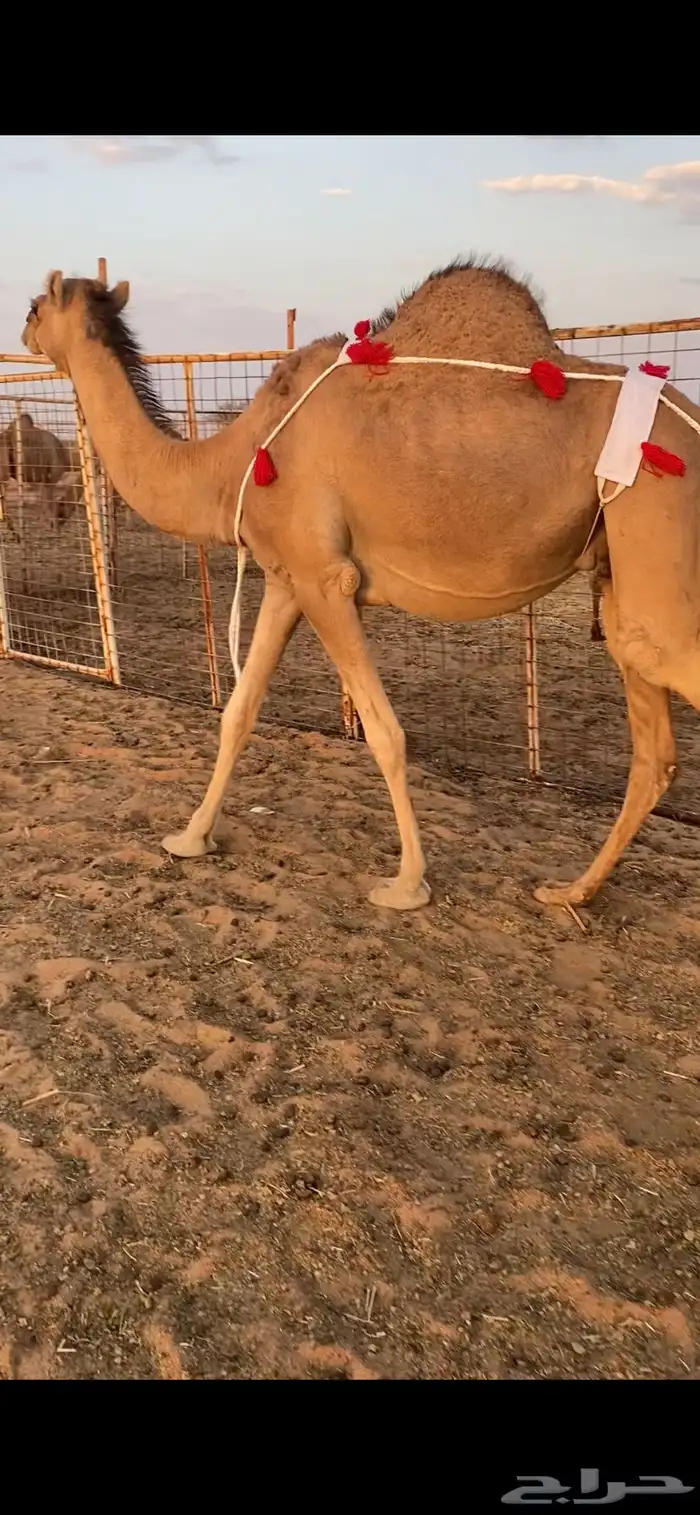 بكره ساحليه ملاقي (تم البيع ) 2