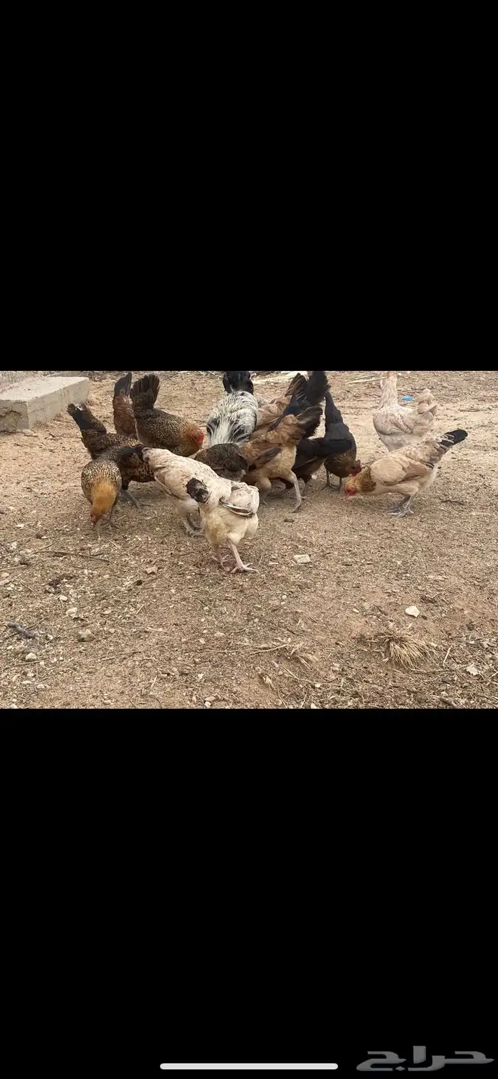 دجاج بلدي 0