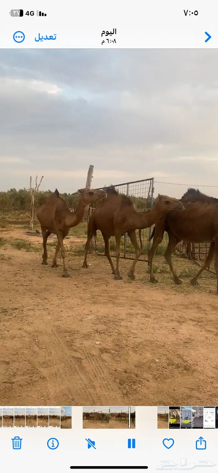 نياق حمر دهم 0