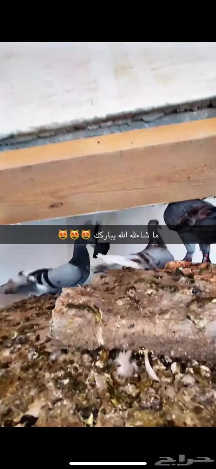 حمام للبيع 1