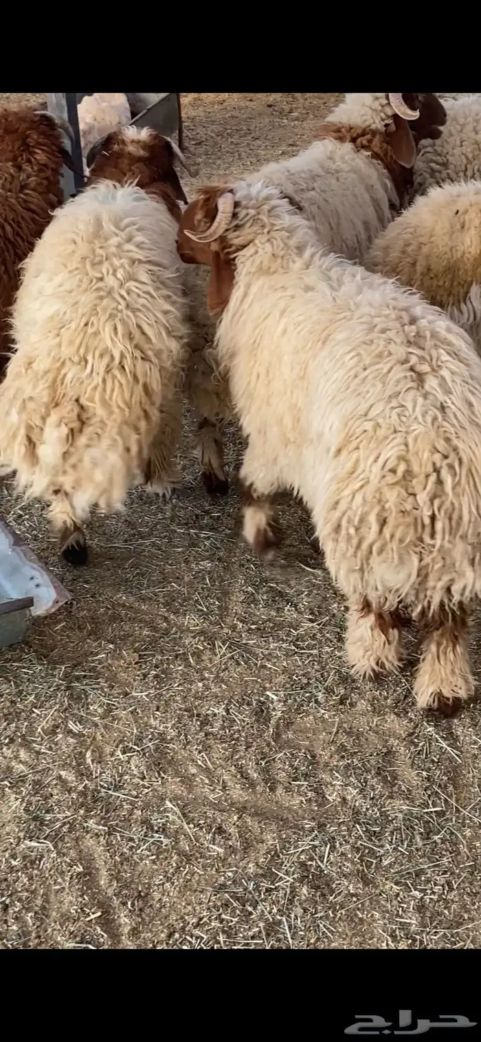 جذعان نعيم بلدي 1