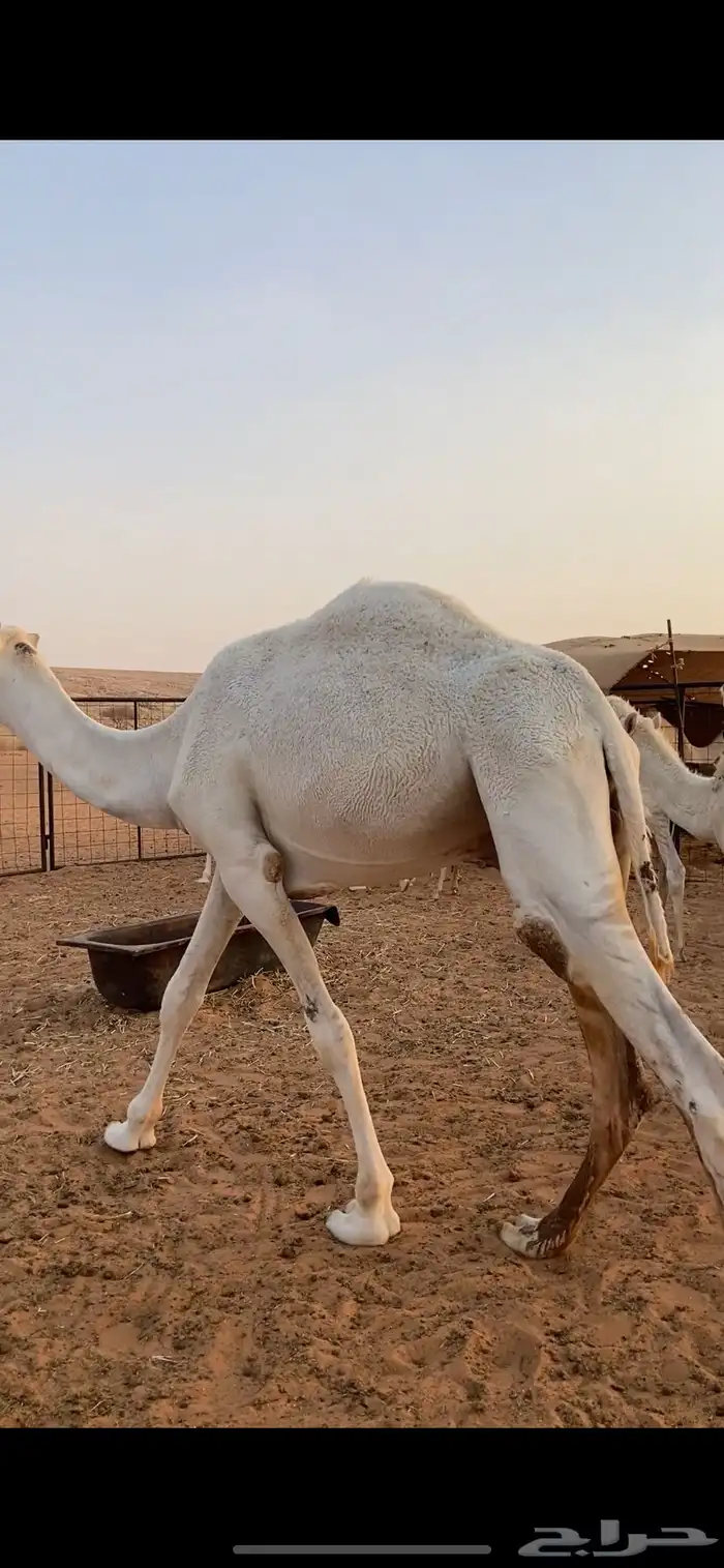 قعدان للبيع 1