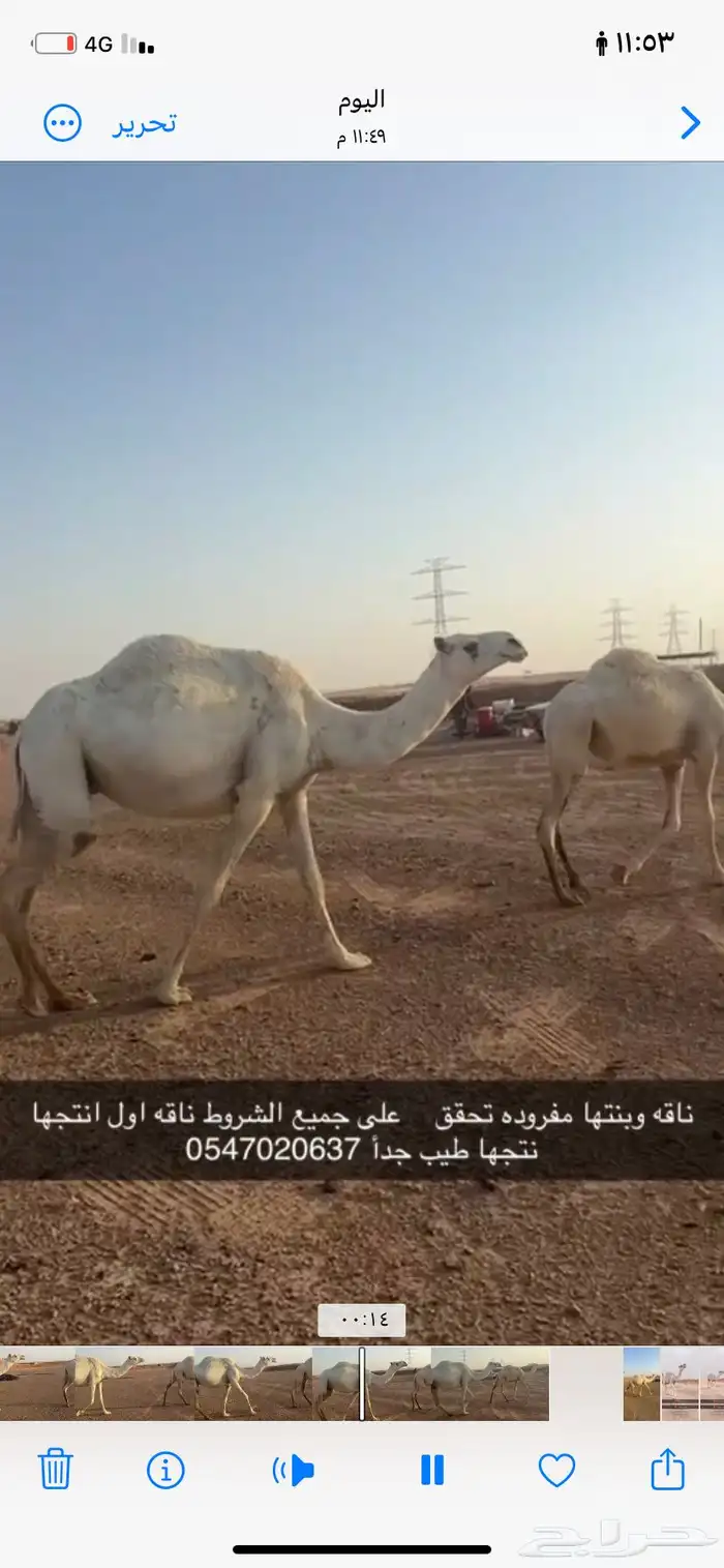 ناقه وبنتها مفروده تحقق على جميع الشروط 1