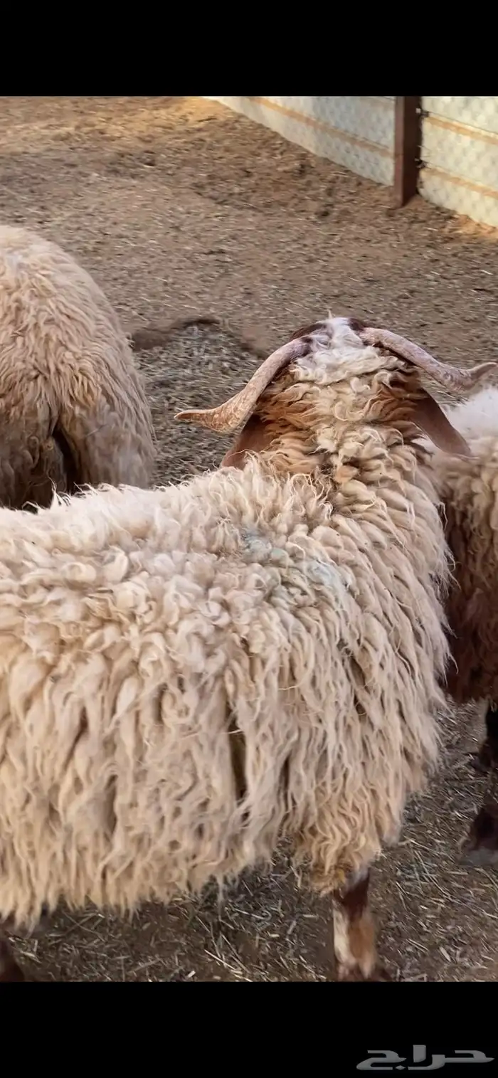 جذعان نعيم بلدي 3