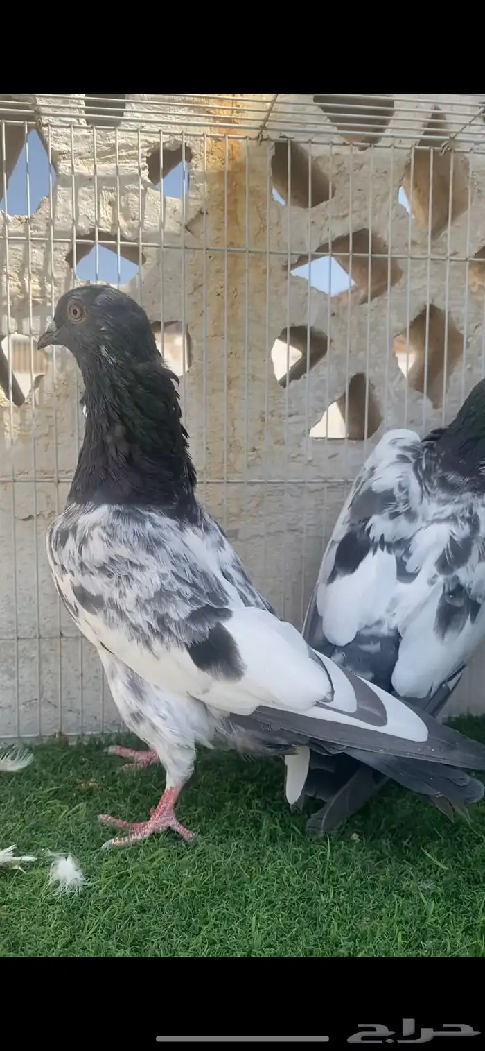 ذكر كمنقر 1