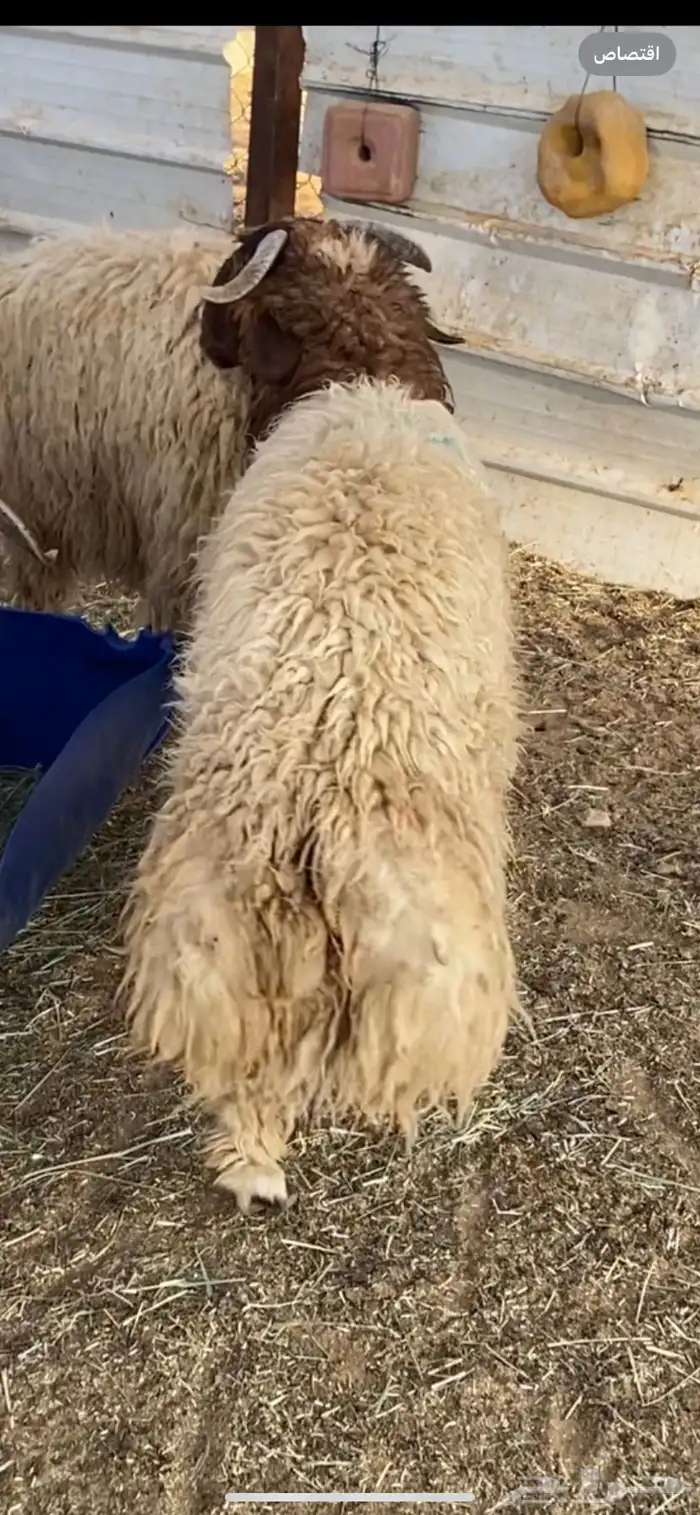 جذعان نعيم بلدي 4