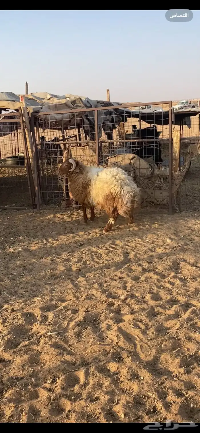 خرووف فاخر 1