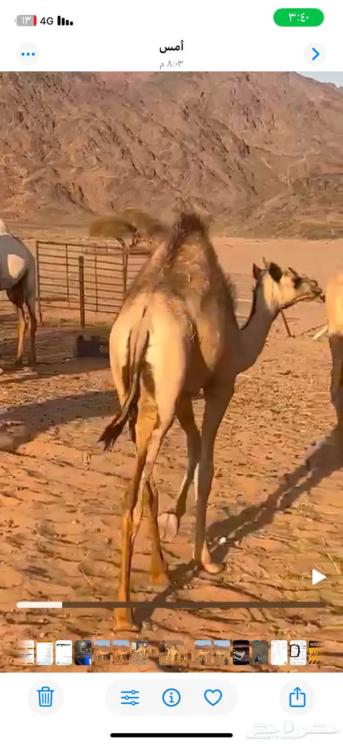 بكره 0