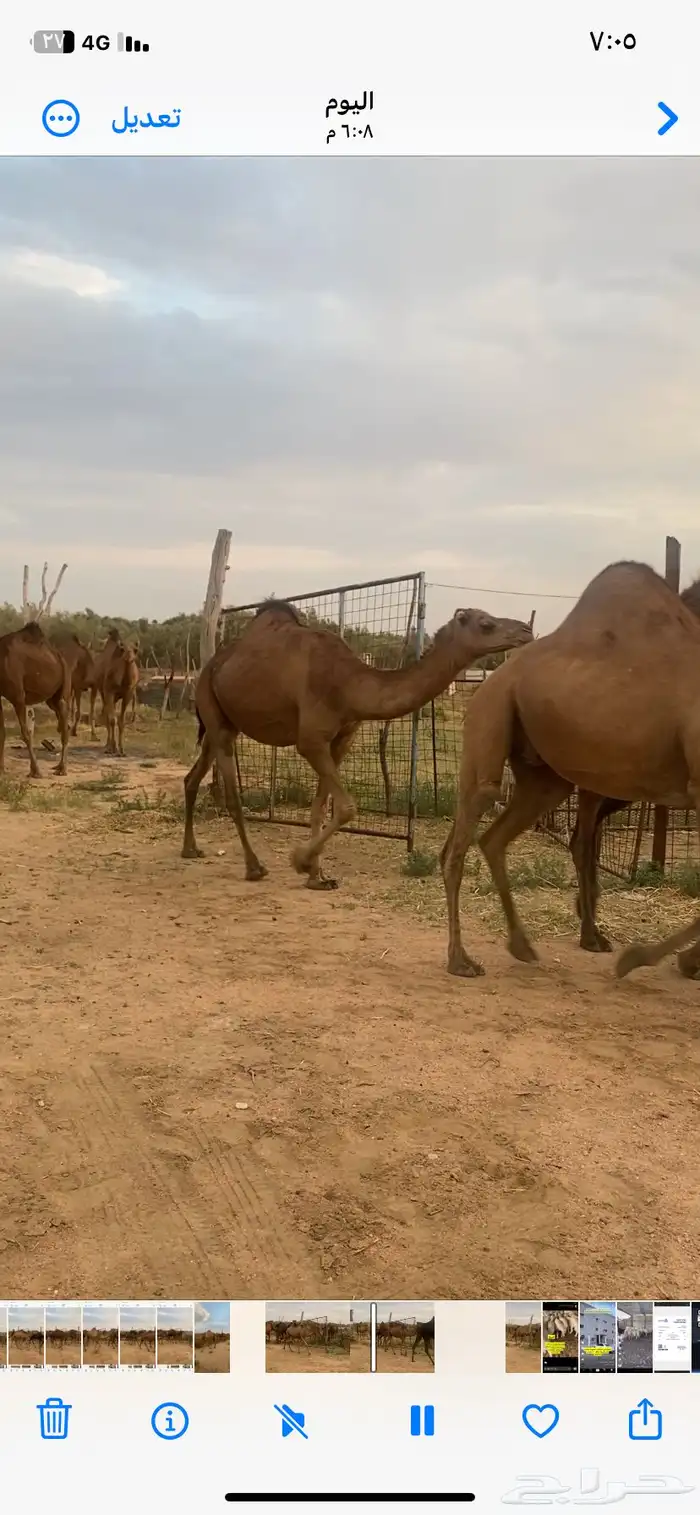 نياق حمر دهم 2