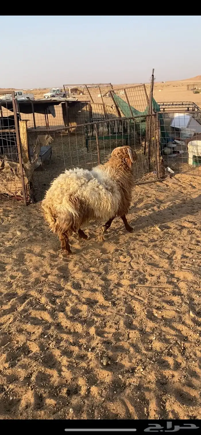 خرووف فاخر 0