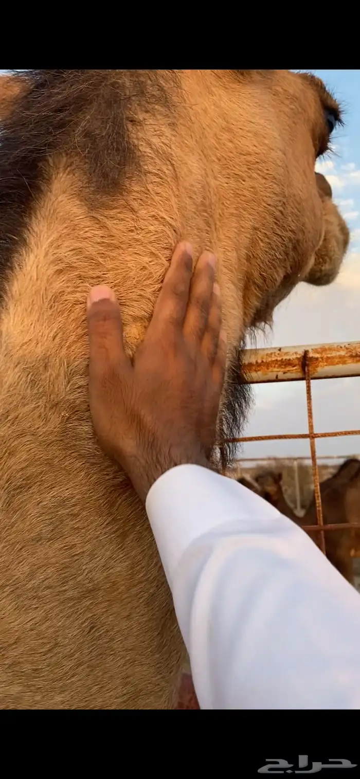 بكره ساحليه ملاقي (تم البيع ) 4