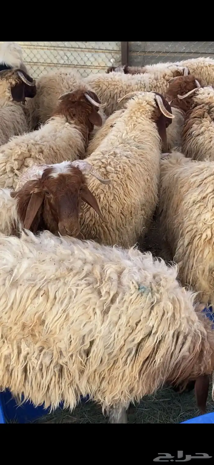 جذعان نعيم بلدي 2