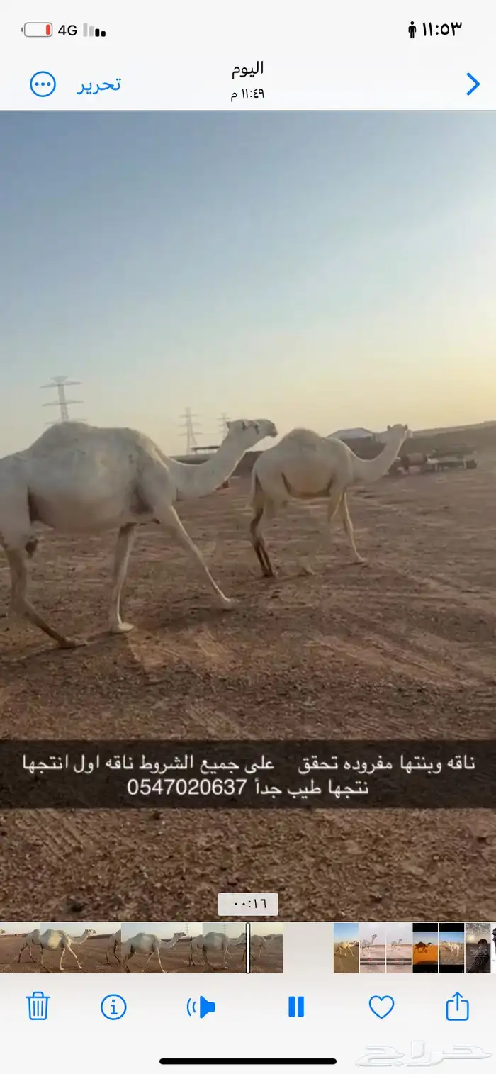 ناقه وبنتها مفروده تحقق على جميع الشروط 2