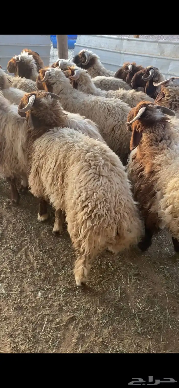 جذعان نعيم بلدي 7