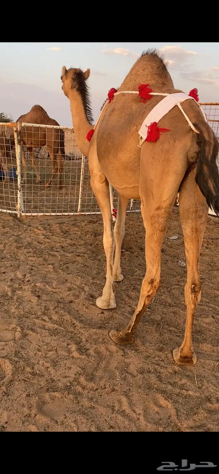 بكره ساحليه ملاقي (تم البيع ) 3